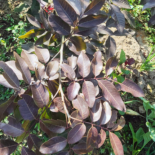 Rubi Longan Plant