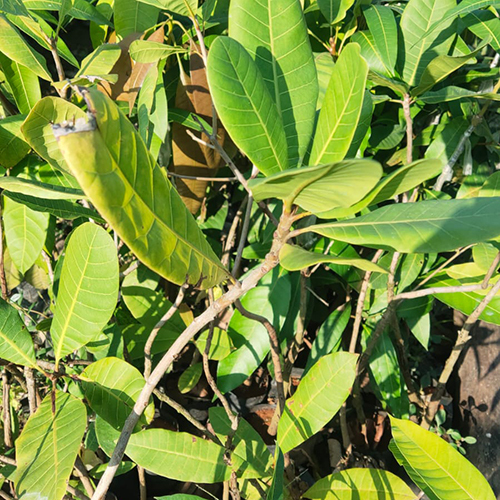 Kaju Plant