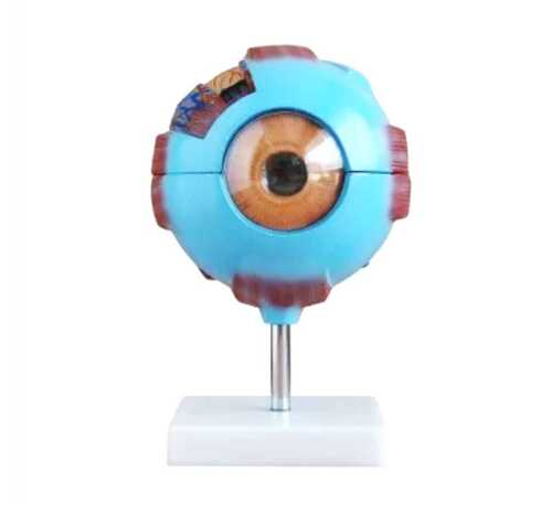 Gaint Eye Model - Material: Pvc