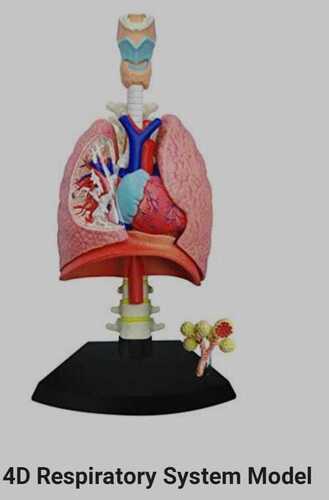 RESPIRATORY SYSTEM MOFDEL By BIOLAB (INDIA)