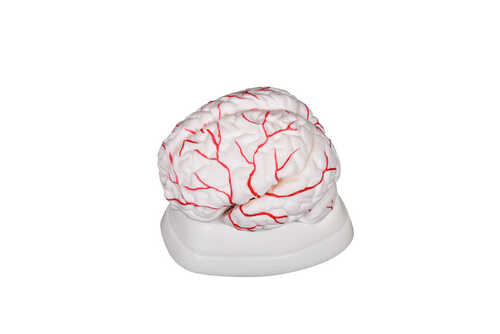 Brain Model - Color: White