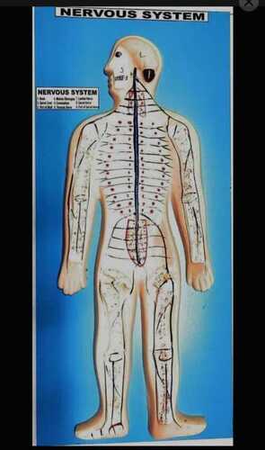 Nervous System Model