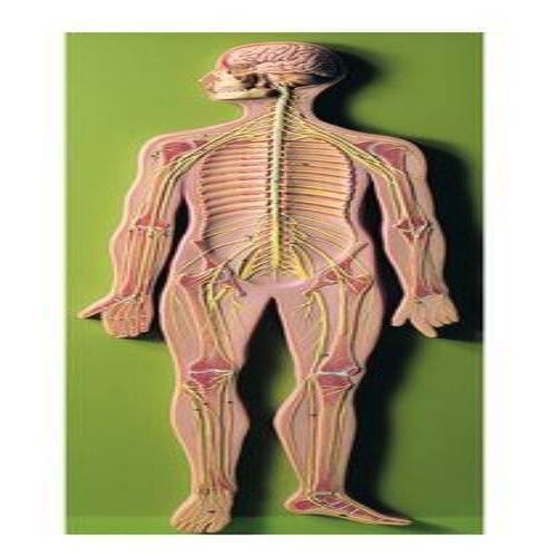 Nervous System Model - Color: Skin