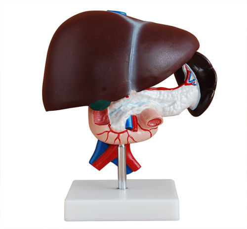 Liver Model - Color: Brown