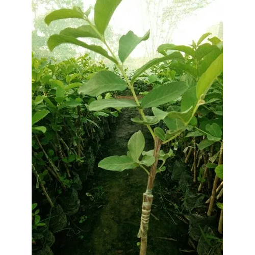 Natural Guava Plant - Organic, Varied Sizes Available | Superior Taste, Fresh Leaves, Hygienically Processed by Food Experts