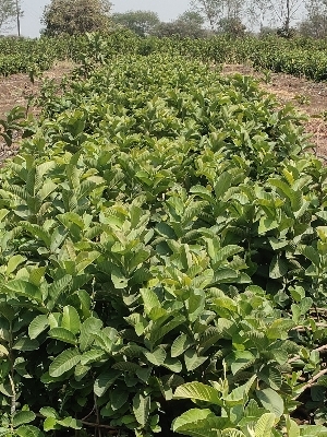 Red Diamond Guava Plants - Healthy Fruit-Bearing Plants Rich in Vitamins and Antioxidants Non-Chemical Growing Process Ideal for Skin Health