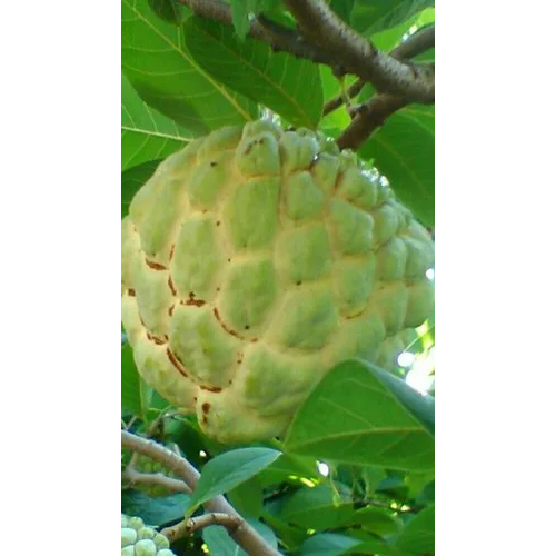 Natural Custard Apple Plant - Natural Fiber Plant, Various Sizes Available | Ideal for Juicing, Cuisines, Desserts, and Furnishings