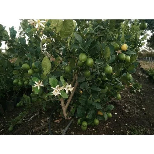 Natural Lemon Plants - Different Sizes Available | Aroma-Rich, Impurity-Free, Cultivated Under Optimal Sunlight and Quality Manure Conditions