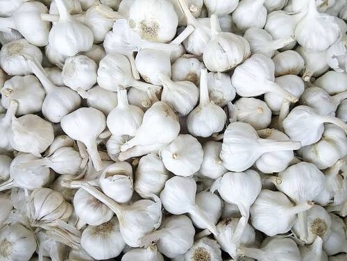 White Fresh Garlic