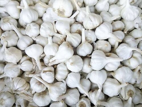 Fresh Garlic