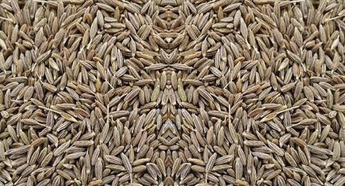 Brown Cumin Seed