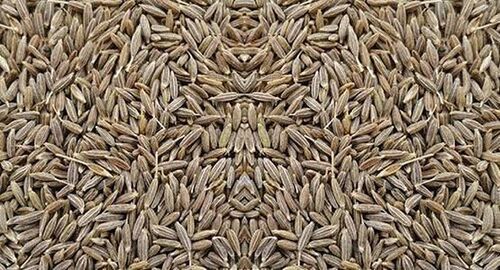 Cumin Seed