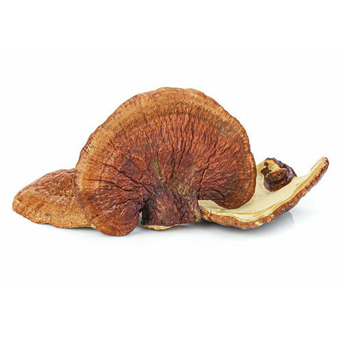 Common Red Reishi Mushroom