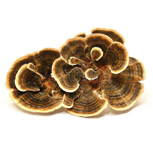 Common Turkey Tail Mushroom