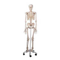Human Anatomical Models - Pvc Material, White Color | Disposable And Versatile Usage