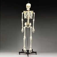 White Human Skeleton