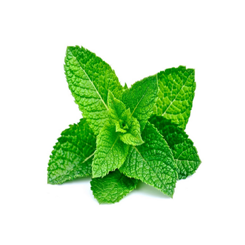 Fresh Mint