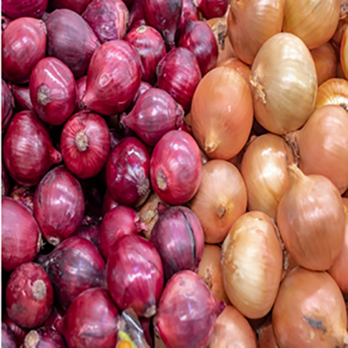 Fresh Onion