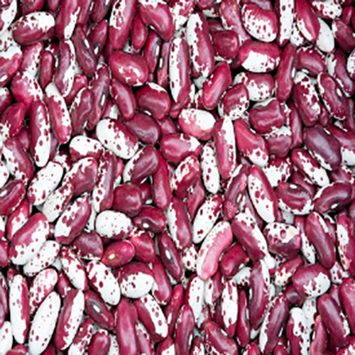 Anasazi Cave Beans