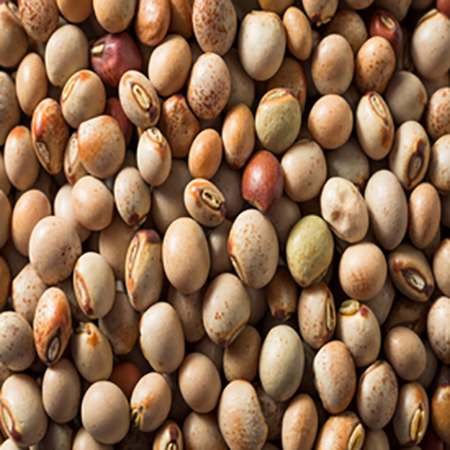 Brown Pigeon Peas