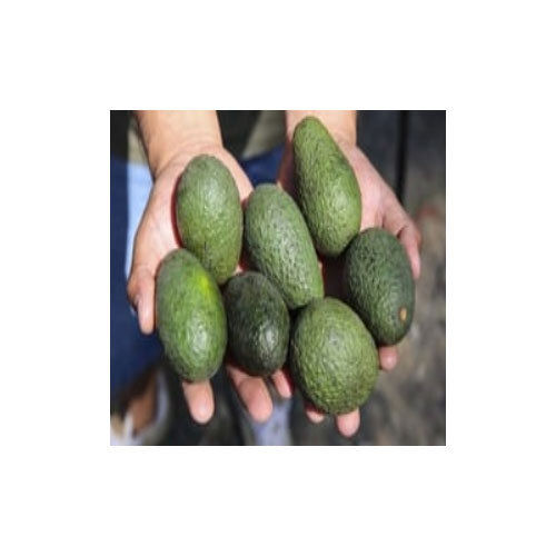 Common Fresh Avocado