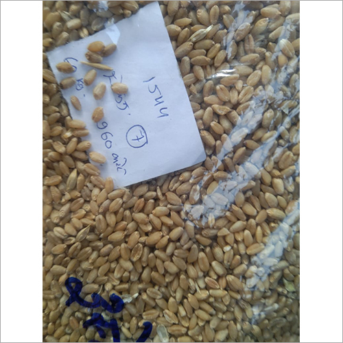 1544 Wheat Seeds Grade: Food Grade