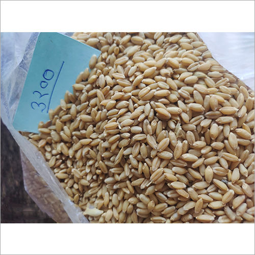 Organic 3200 Wheat Seeds