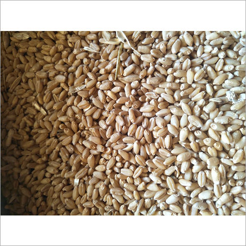 Wheat Grains