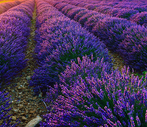 Lavender Essential Oil Grade: Best