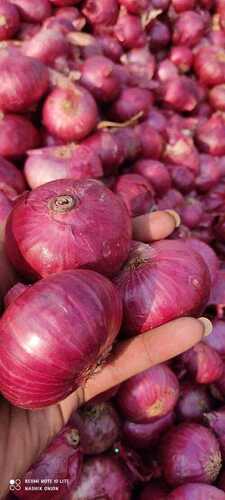 Onion