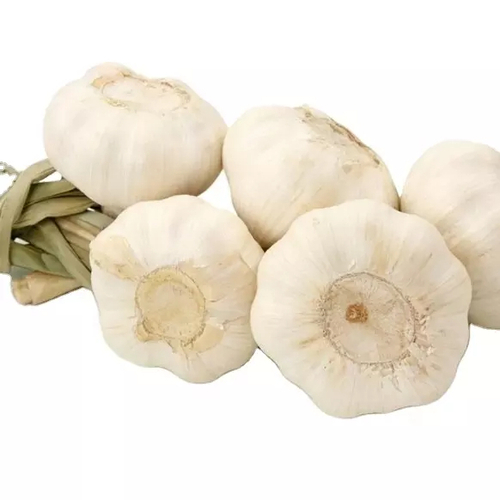 China Fresh Normal White Garlic