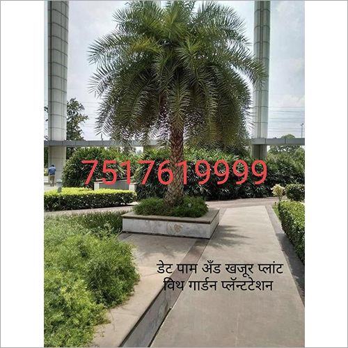 Date Aplm Tree Garden Plant
