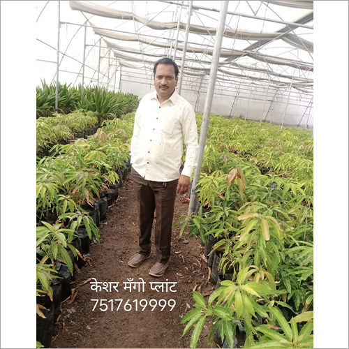 Green Kesar Mango Plant