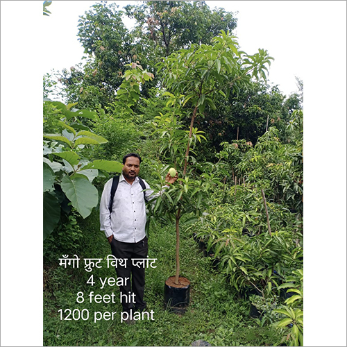 Mango Fruit With Plant