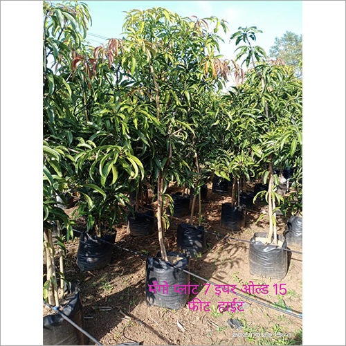 Green Mango Plant