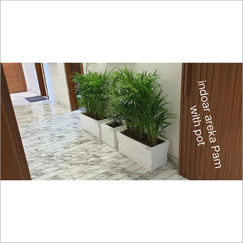 White Indoor Aleka Palm With Pot