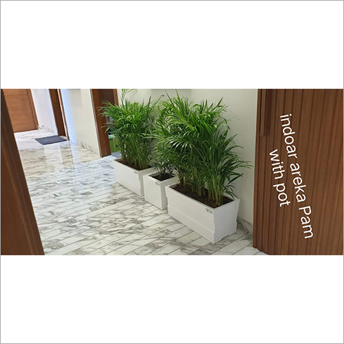 Indoor Aleka Palm With Pot