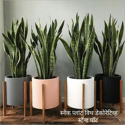 Snak Plant With Decoravite Stand Pot