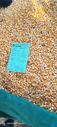 Yellow corn