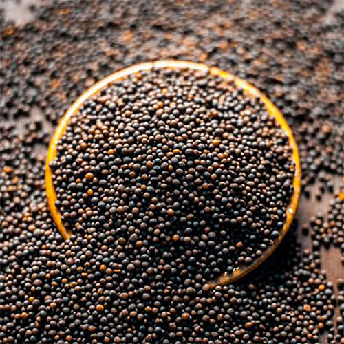 Mustard Seeds