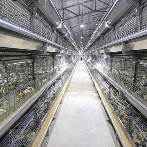 Chick Cum Grower Battery Cages