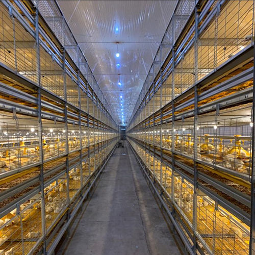 Automatic Battery Cage