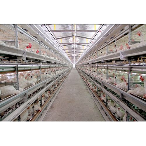 Automatic Poultry Layer Battery Cage