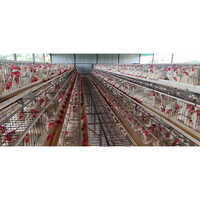 Poultry Layer Cage - Color: Gray