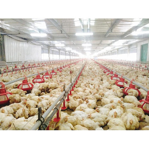 Commercial Chicken Poultry Farming Service