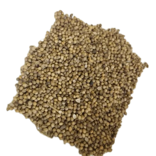 Organic Coriander Seed - High Purity Common Variety | Edible Hybrid 18 Months Shelf Life Enhances Taste & Aroma