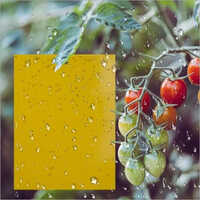 Pest Glue Trap - Usage: Agriculture