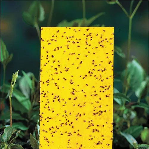 Yellow Insect Sticky Trap - Material: Glue Pad