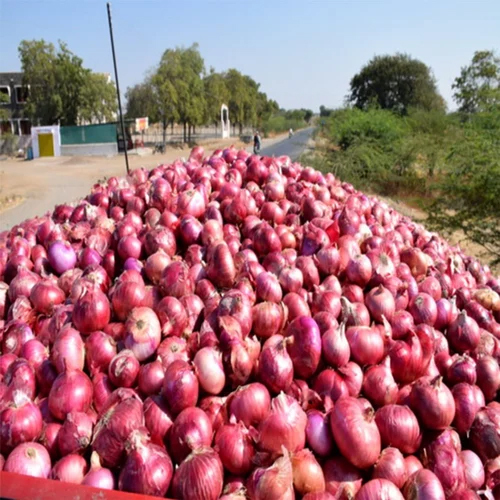 A Grade Fresh Onion - Raw, Round Shape | Preserved in Dry Place with Preserving Compound