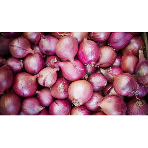 Fresh Red Onion - Round Shape, Dried Processing Form | Preserved in Dry Place, Antioxidant-Rich Vegetable for Culinary Use
